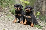 ROTTWEILER 222